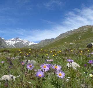 Alpenblumen Zufallhütte