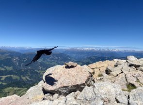 Die Alpendohle - ein geschickter Flieger