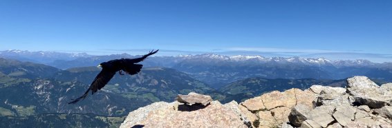 Die Alpendohle - ein geschickter Flieger