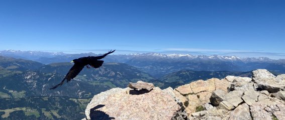 Die Alpendohle - ein geschickter Flieger
