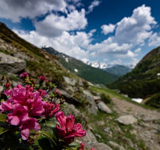 Alpenrosenblüte