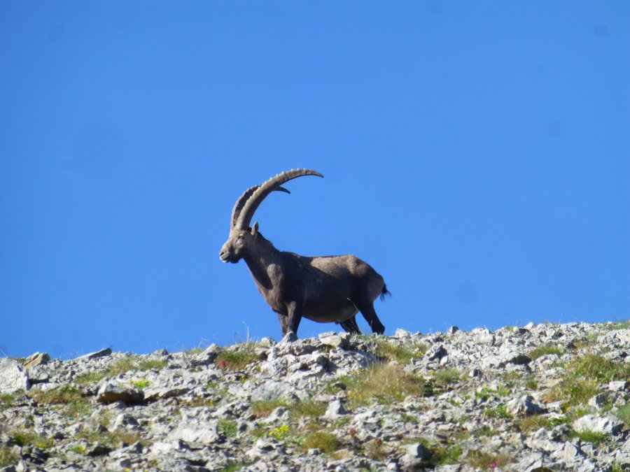 Steinbock an der Leutkircher Hütrte