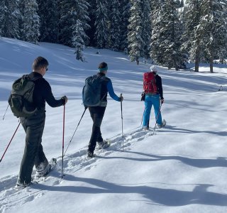 Abwechslungsreich durch Winterwald und verschneite Wiesen