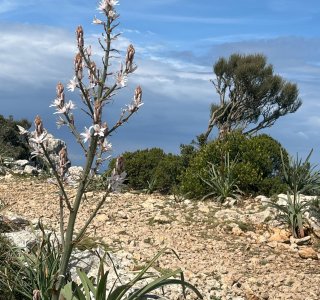 Auf dem Weg nach Cala Tuent (1)