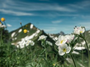 E5 von Oberstdorf nach Meran über die Memminger Hütte | OASE Alpin Bergschule Oberstdorf