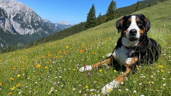 Alpenueberquerung-mit-hund-susa-schreiner-oase-alpin