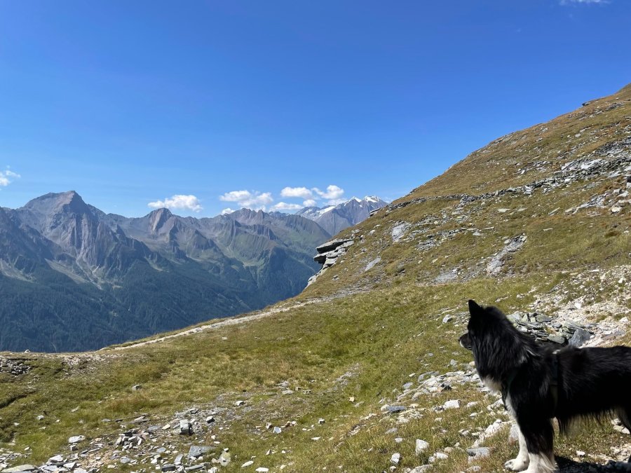 Alpenüberquerung mit Hund © Steffi Meindl | OASE alpin Bergschule Oberstdorf