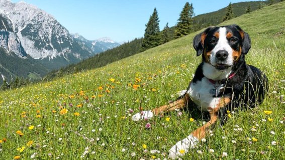 Alpenüberquerung mit Hund © Susa Schreiner | OASE alpin Bergschule Oberstdorf