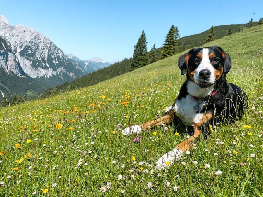 Alpenüberquerung mit Hund © Susa Schreiner | OASE alpin Bergschule Oberstdorf