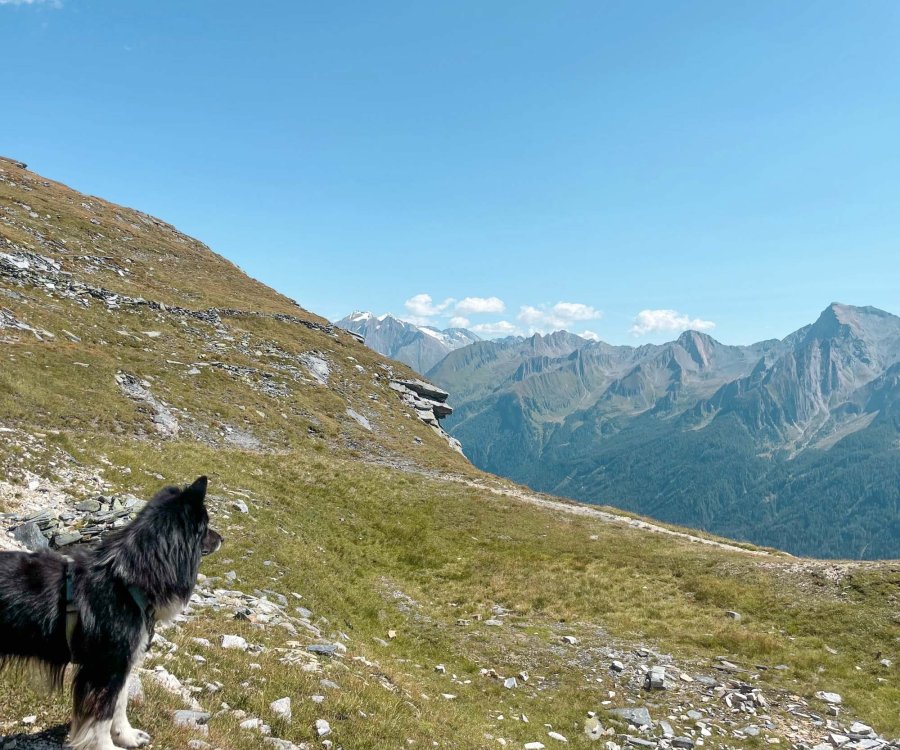 Alpenüberquerung mit Hund © Stefanie Meindl | OASE alpin Bergschule Oberstdorf