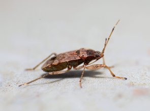 Oase-alpin-bettwanzen-03