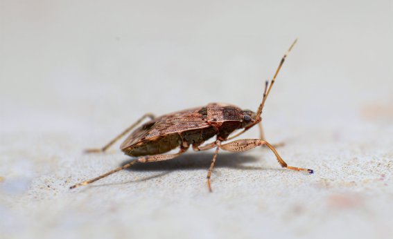 Oase-alpin-bettwanzen-03