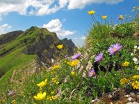 Nagelfluhkette | OASE alpin