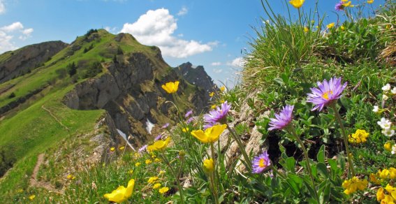 Nagelfluhkette | OASE alpin