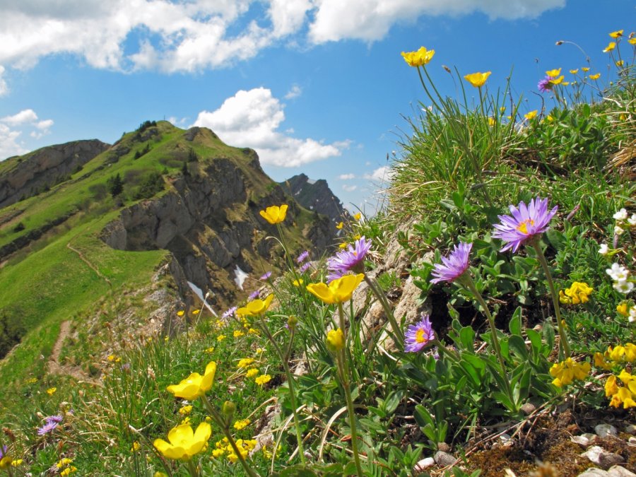 Nagelfluhkette | OASE alpin