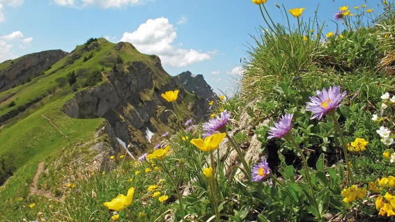 Bergwanderwoche im Naturpark Nagelfluhkette ab Balderschwang, Allgäu | OASE alpin
