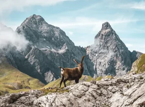Hüttenwanderung „Steinbock-Tour“ ab Oberstdorf im Allgäu, selfguided | OASE alpoin