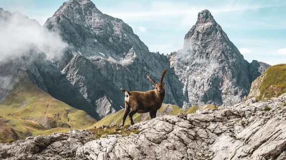 Hüttenwanderung „Steinbock-Tour“ ab Oberstdorf im Allgäu, selfguided | OASE alpoin