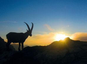 Steinbock am Fiderepass
