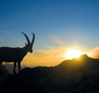 Steinbock am Fiderepass