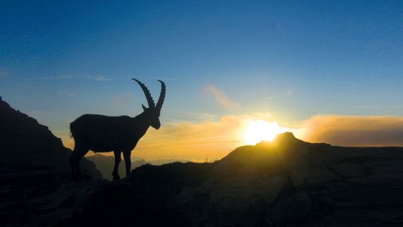 Steinbock am Fiderepass
