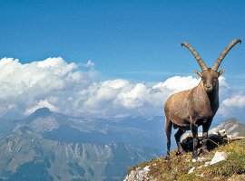 Hüttenwanderung „Steinbocktour“ im Allgäu