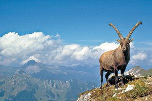 Hüttenwanderung „Steinbocktour“ im Allgäu