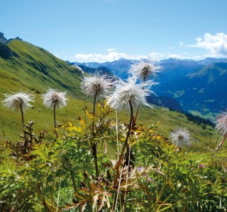 Rätikon Durchquerung-Blumen