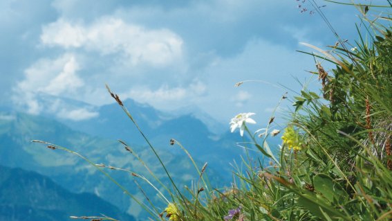 Blumenwiese Bergpanorama