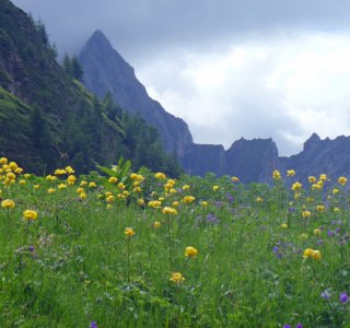 2. Tag - Trollblumenwiese beim Aufstieg zur Memminger Hütte