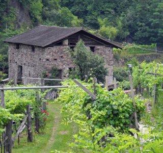 Durch die Weingärten von Faver wandern wir auf dem Albrecht-Dürer-Weg nach Piazzo