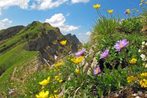 Blühende Wiesen und Grashänge auf der Südseite und schroffe, steile Nagefluhflanken auf der Nordseite - charakterist