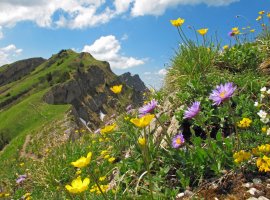 Alpenblumen auf der Nagelfluhkette | © OASE alpin GmbH