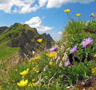 Alpenblumen auf der Nagelfluhkette | © OASE alpin GmbH