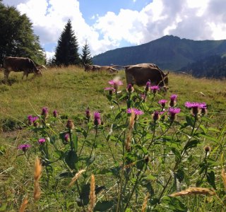 Typische Allgäuer Flora und Fauna | © OASE alpin GmbH