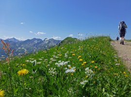 Hier zeigen sich die Allgäuer Bergwiesen in herrlicher Blütenpracht
