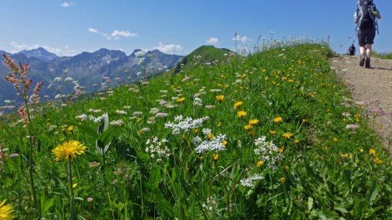 Hier zeigen sich die Allgäuer Bergwiesen in herrlicher Blütenpracht