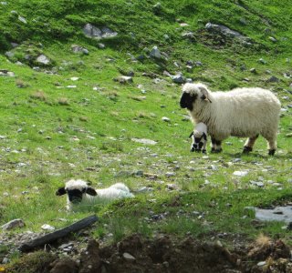 Bergschafe, Höhenweg rund um Zermatt | © OASE alpin GmbH