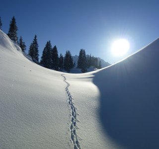1. Tag - Einsame Tierspur im frischen Schnee am Falkensattel