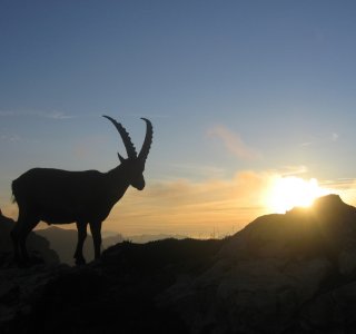 Steinbock, Abendstimmung Fidere-Scharte | ©  OASE alpin GmbH
