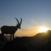 Steinbock, Abendstimmung Fidere-Scharte | © OASE alpin GmbH