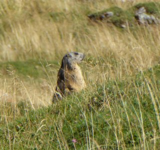 Murmeltier (franz. Marmotte) | © OASE alpin