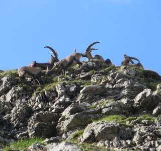Steinböcke, Mindelheimer Hütte | © OASE alpin GmbH