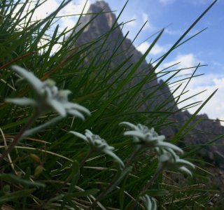 Dolomiten Höhenweg 2 Edelweiss