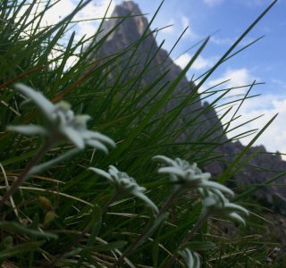 Edelweiss in den Dolomiten | © OASE alpin GmbH