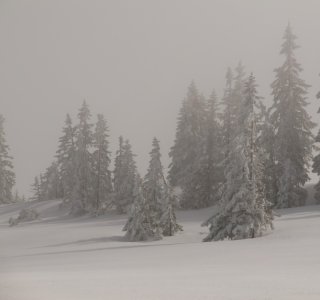 Schneeschuhwandern im Allgäu Tennenmooskopf (2)