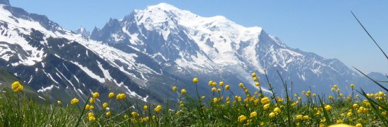 Trollblume mit Mont Blanc
