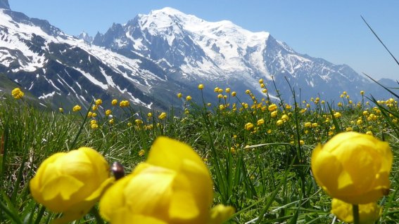 Trollblume mit Mont Blanc