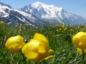 Trollblume mit Mont Blanc auf dem Höhenweg 