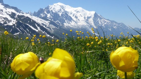 Trollblume mit Mont Blanc auf dem Höhenweg 